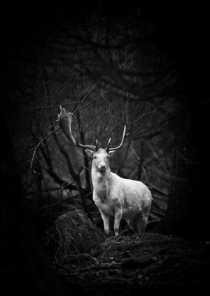 MP - 1495 Fotograf  Henrik  R.   Kristensen    White fallow deer 2  